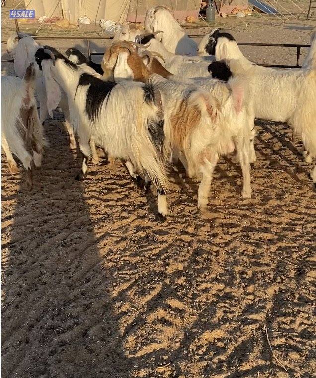 ضرايب طيبة11راس خوات وبنات بعض 4سونارتوم والباقي توة مقرعة وكله اشباب7