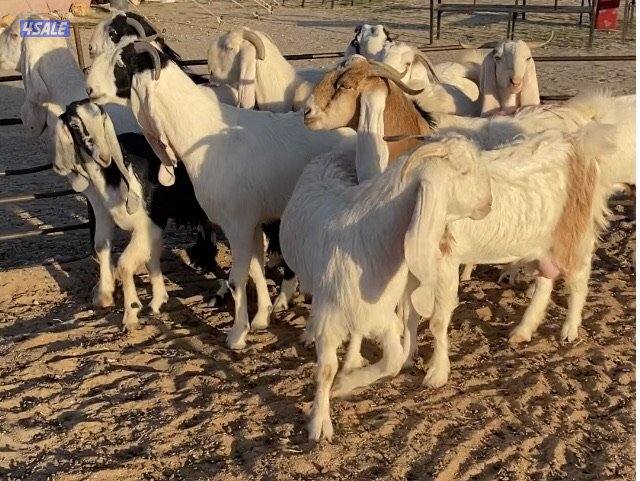 ضرايب طيبة11راس خوات وبنات بعض 4سونارتوم والباقي توة مقرعة وكله اشباب8