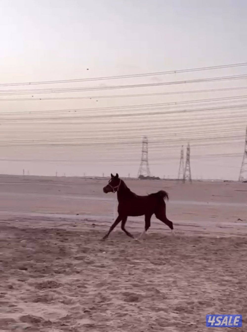 حصان بولش شرط السلم والتحويل0