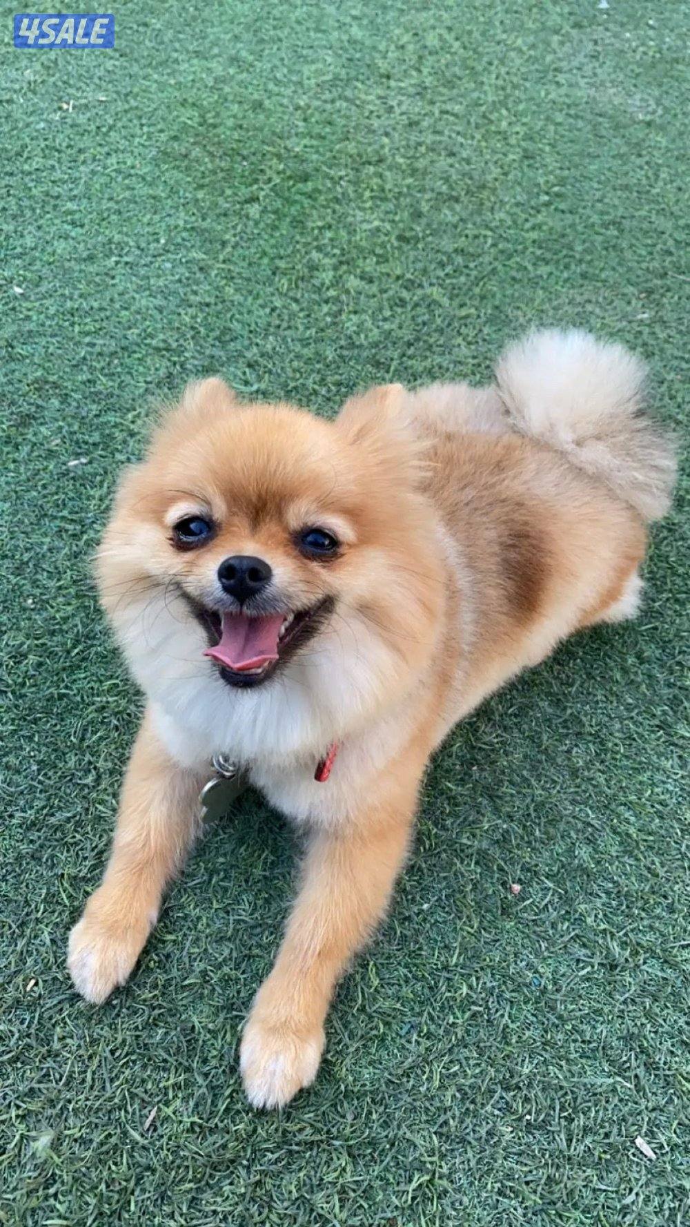 للبيع كلب ميني بومرينيان نثيه0