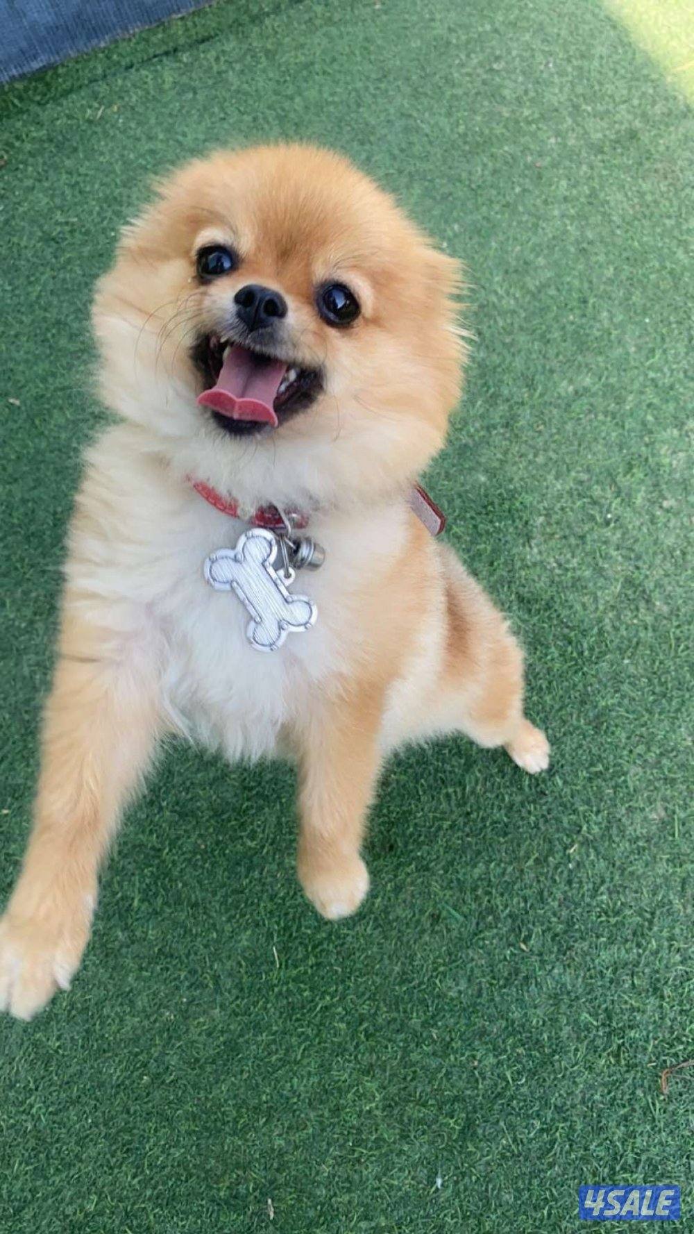 للبيع كلب ميني بومرينيان نثيه1