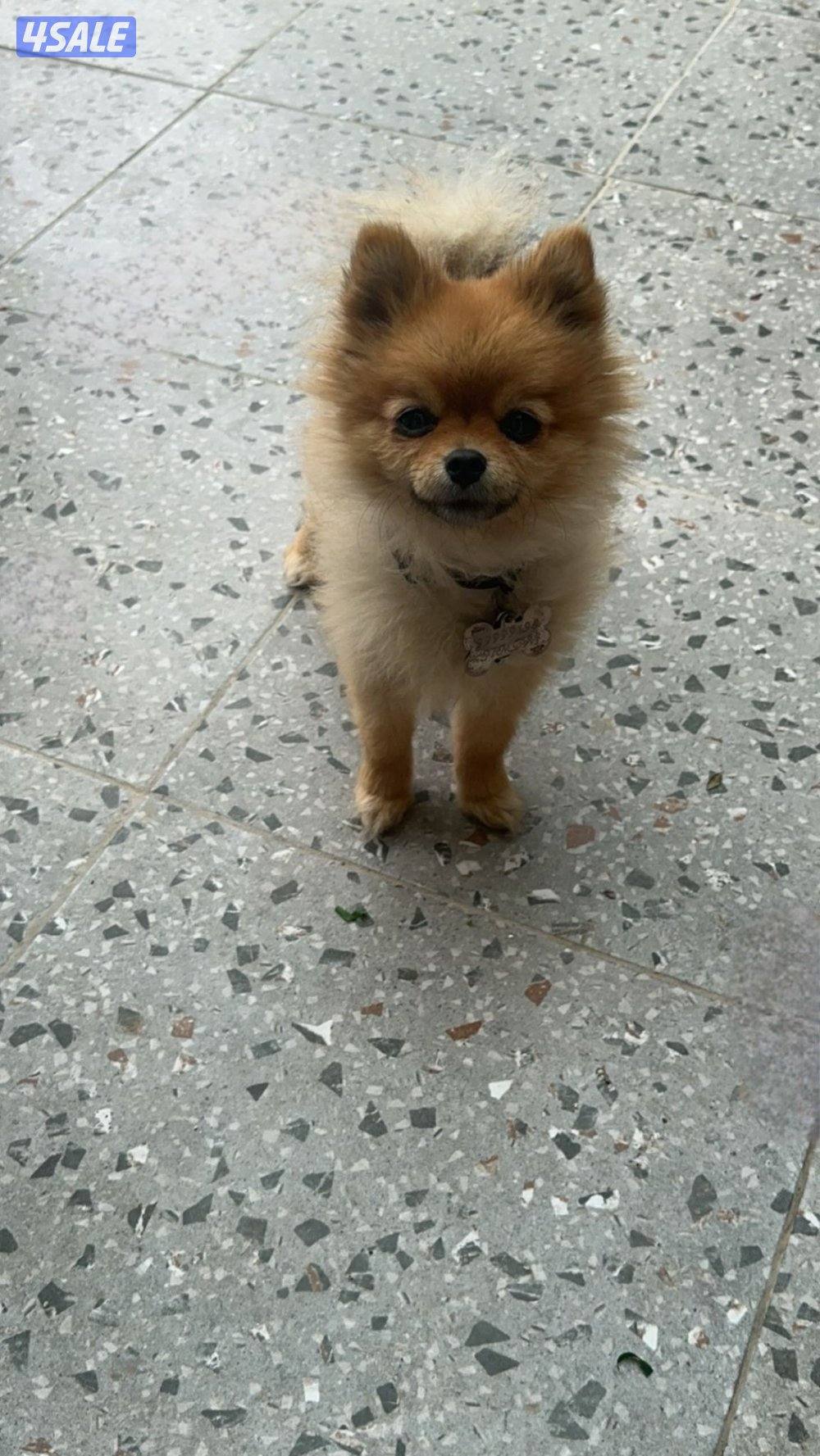 للبيع كلب ميني بومرينيان نثيه2