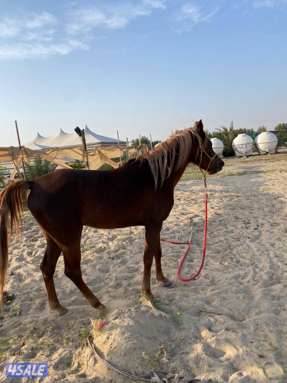 حصان بلدي فاخر ارتفاعه راهي وهادي  شرط سلم عمره 3 سنوات ويركبه الصغير0