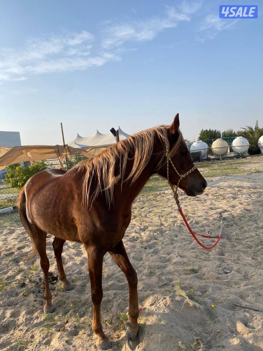 حصان بلدي فاخر ارتفاعه راهي وهادي  شرط سلم عمره 3 سنوات ويركبه الصغير2