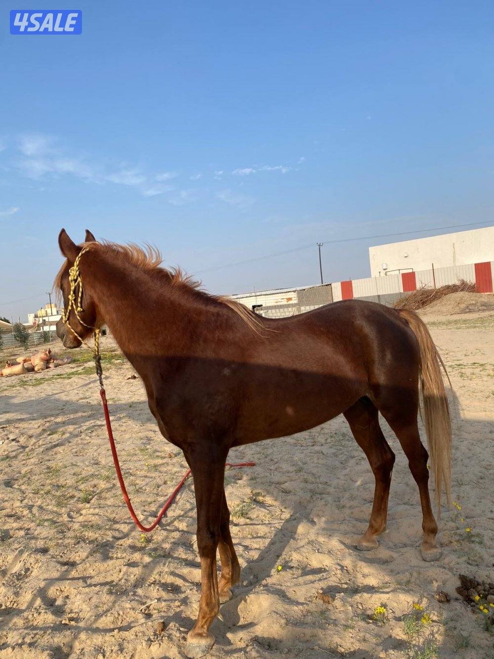 حصان بلدي فاخر ارتفاعه راهي وهادي  شرط سلم عمره 3 سنوات ويركبه الصغير3