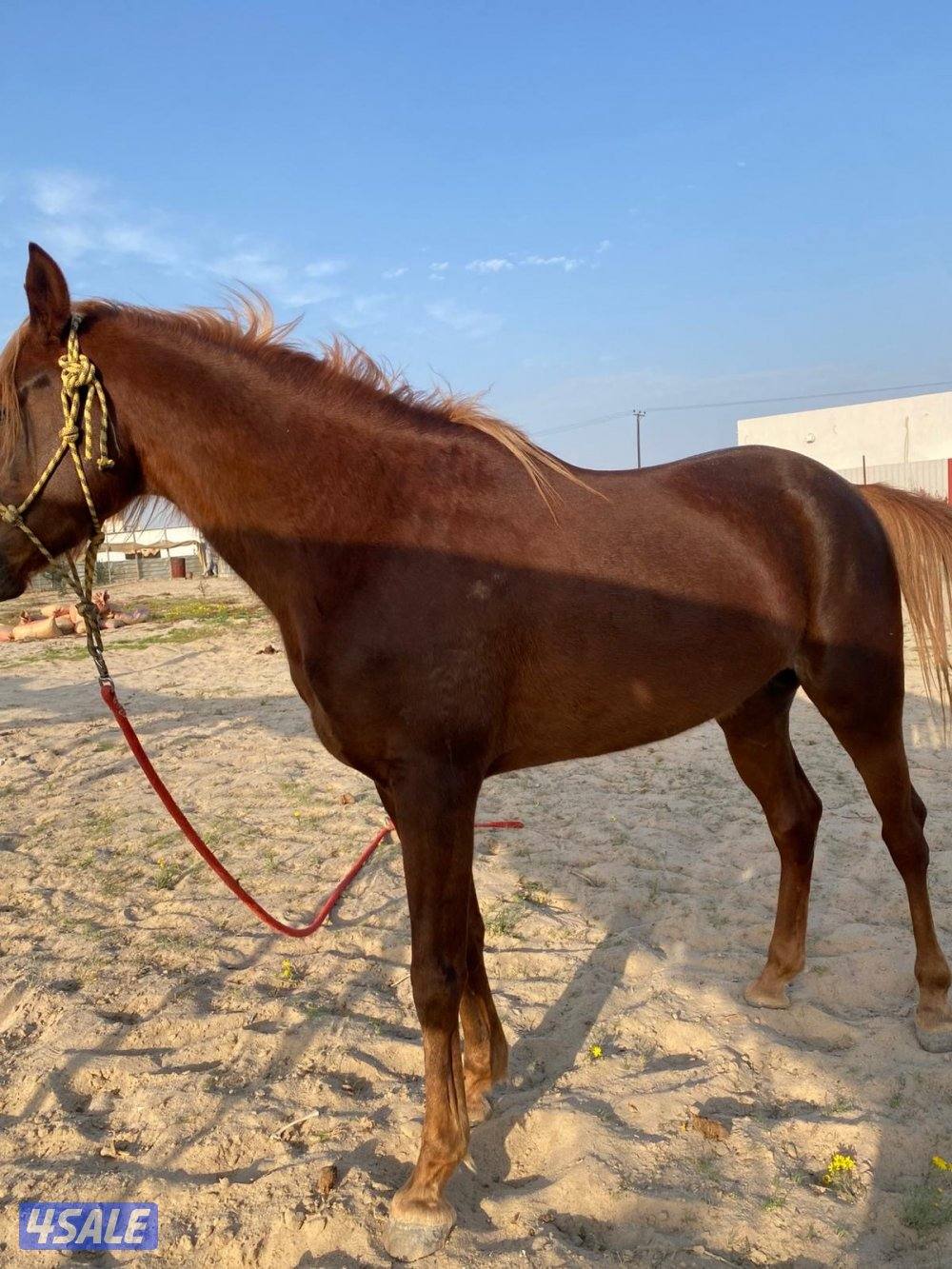 حصان بلدي فاخر ارتفاعه راهي وهادي  شرط سلم عمره 3 سنوات ويركبه الصغير4