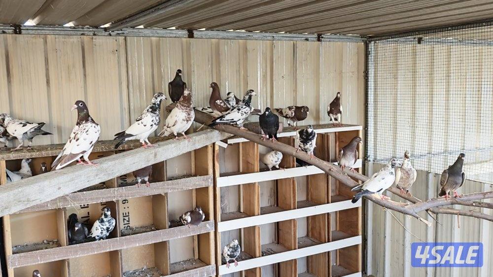 زاجل بلجيكي مرسوسين بوارين0