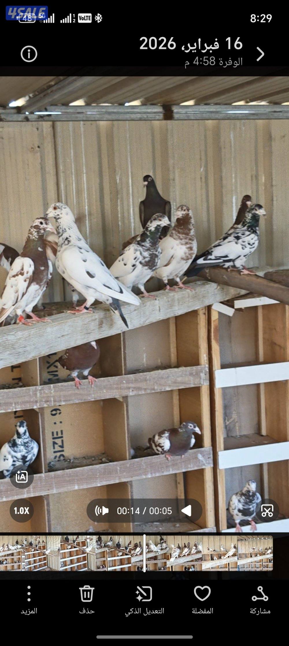 زاجل بلجيكي مرسوسين بوارين1