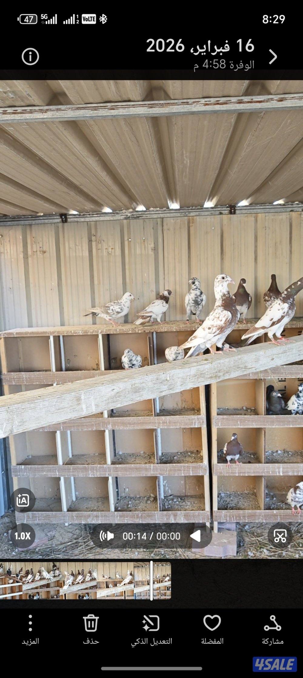 زاجل بلجيكي مرسوسين بوارين2