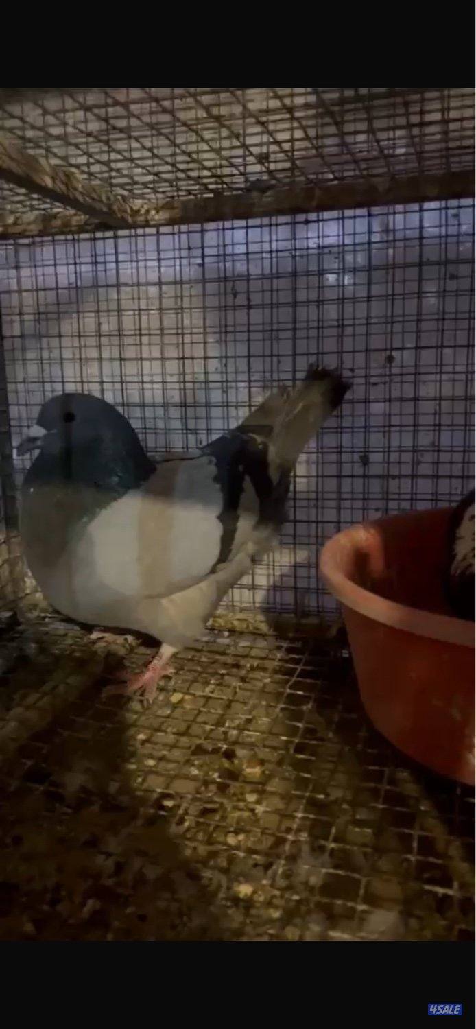 للبيع حمام تركيبه  احجام طيبه العداد تقريبه 60 لي 70 سعر طير ب 20