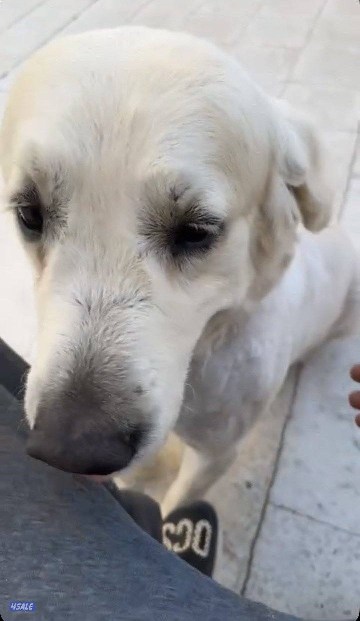 مفقود قولدن ريتريفر1