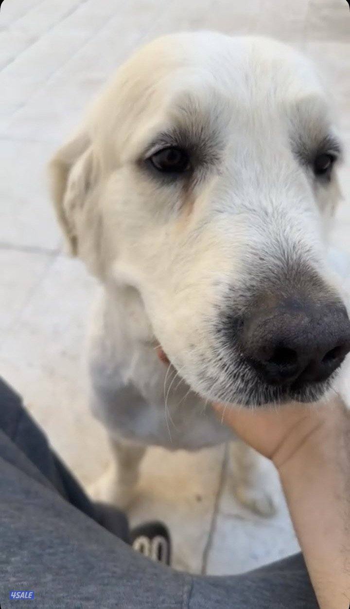 مفقود قولدن ريتريفر2