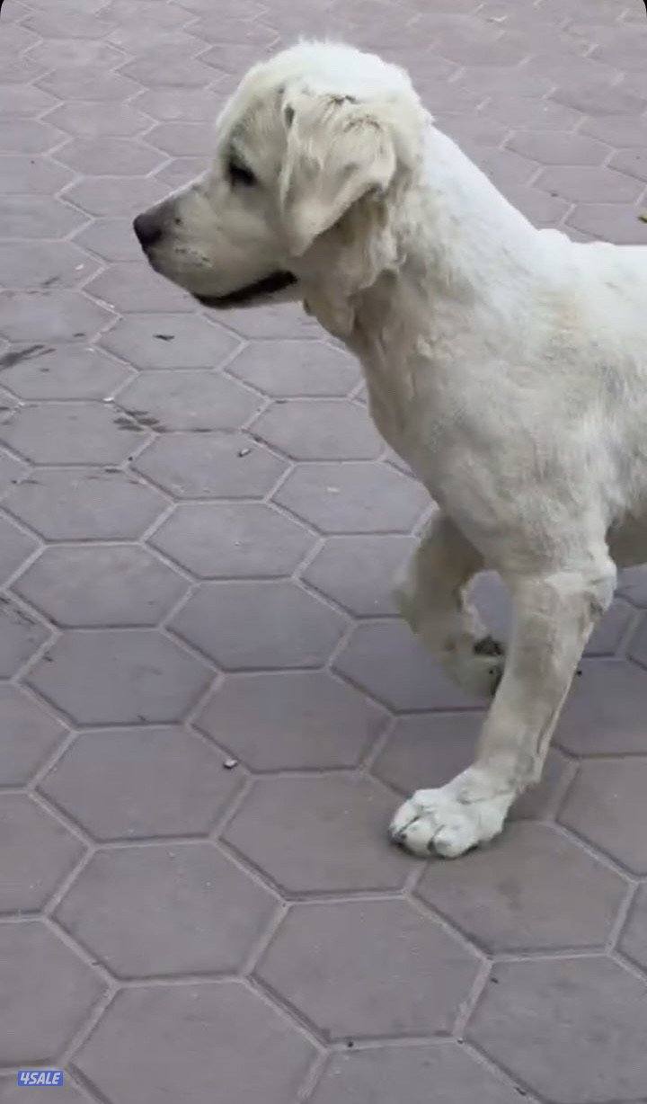 مفقود قولدن ريتريفر0