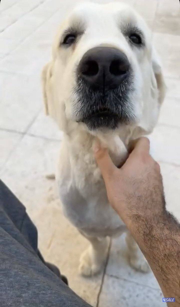 مفقود قولدن ريتريفر3