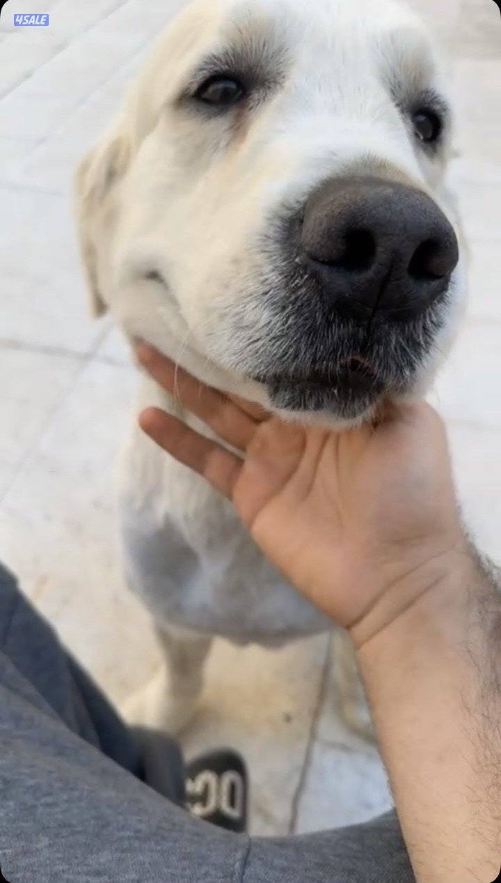 مفقود قولدن ريتريفر4