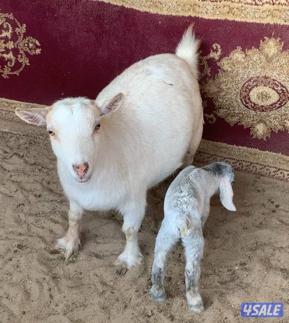 مطافيل جيكيات0