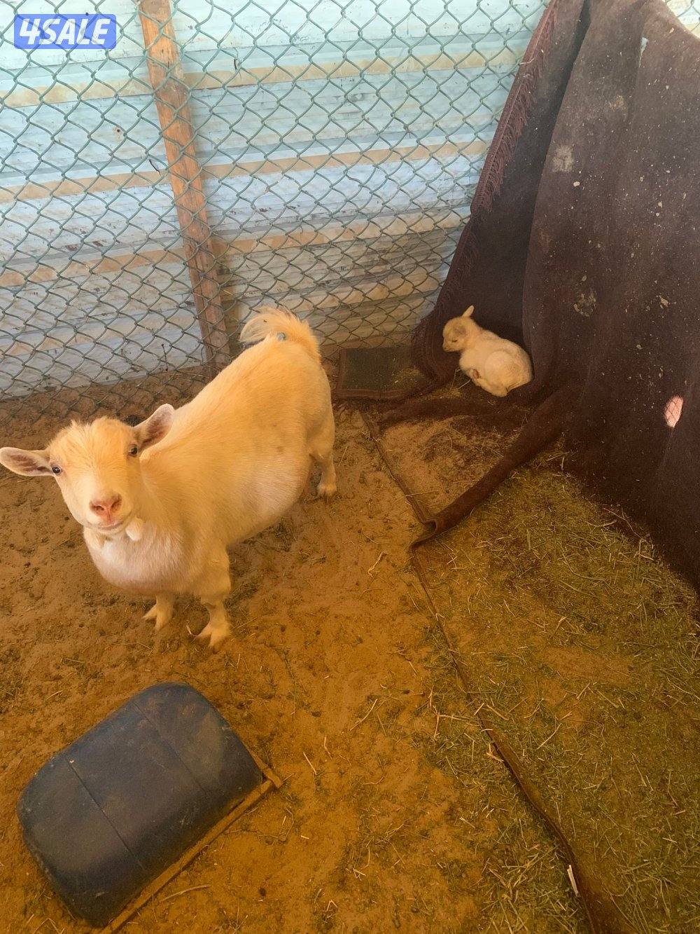 مطافيل جيكيات1