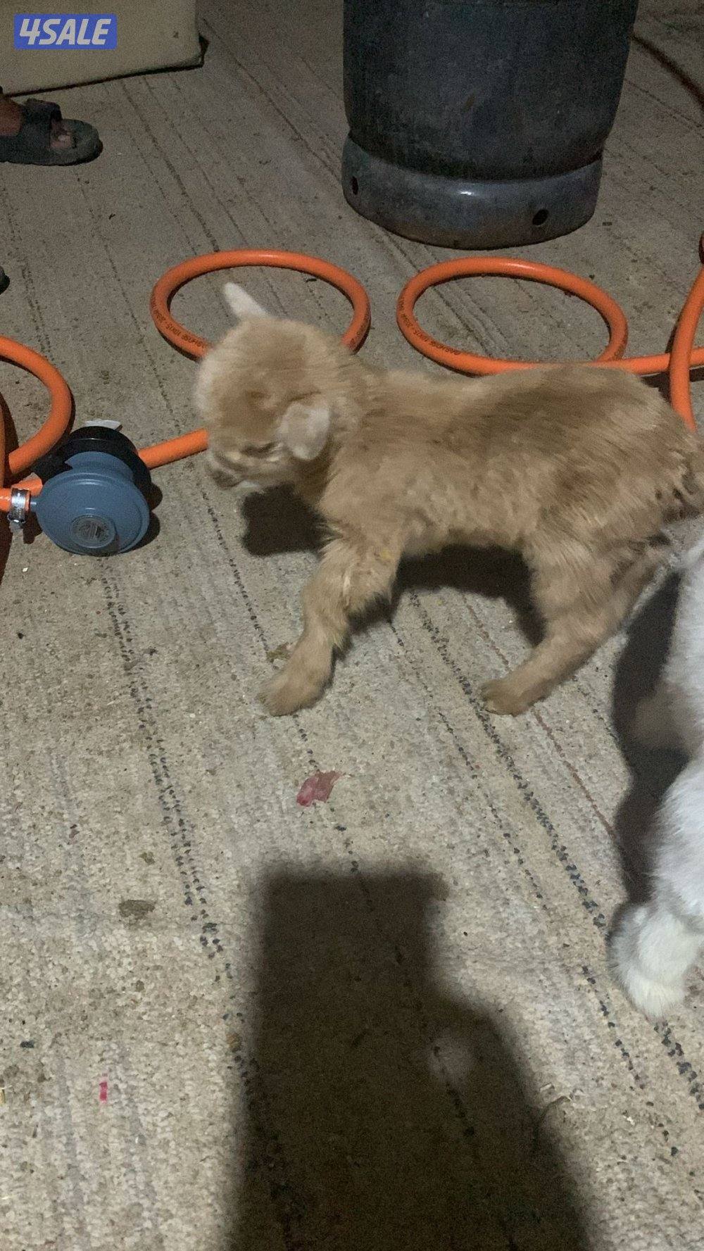 مطافيل جيكيات2