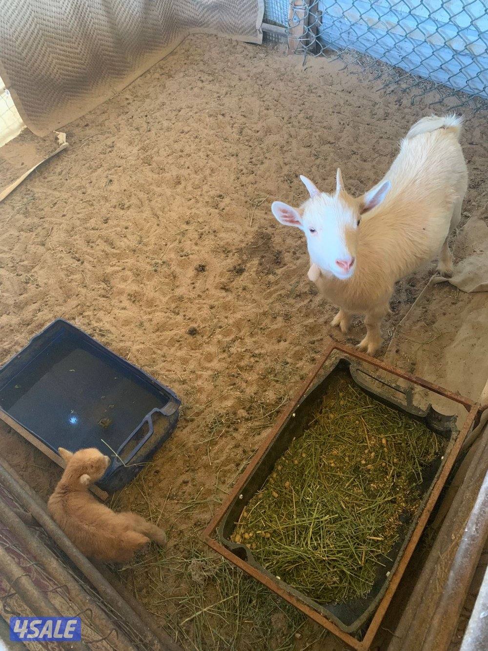 مطافيل جيكيات3