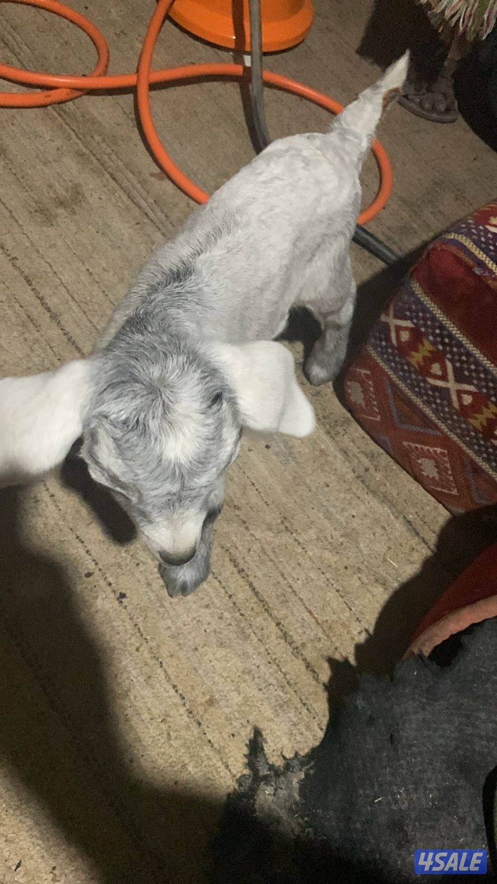 مطافيل جيكيات4