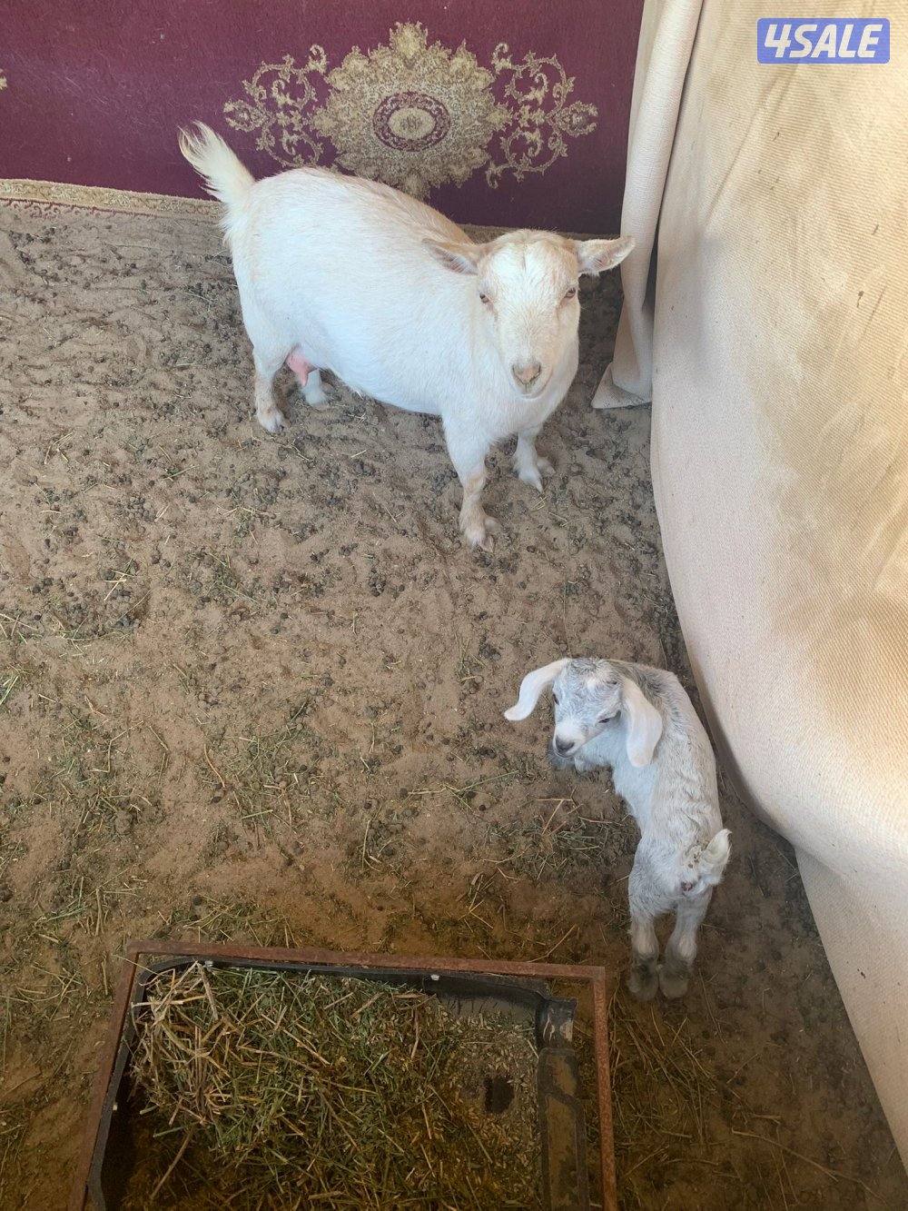 مطافيل جيكيات5