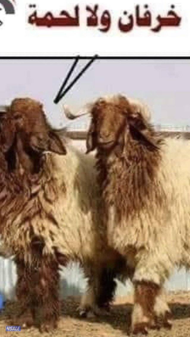 قصا ب متنقل قصا ب تحت الطلب لجميع مناطق الكويت0