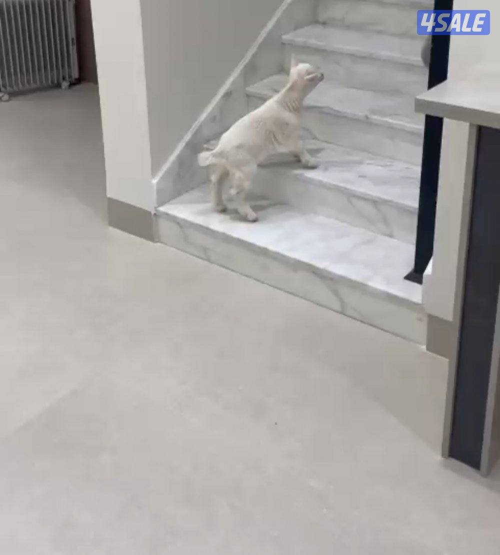 تيس جيكي العمر شهر تقريبا تربية بيت يرضه مميه0