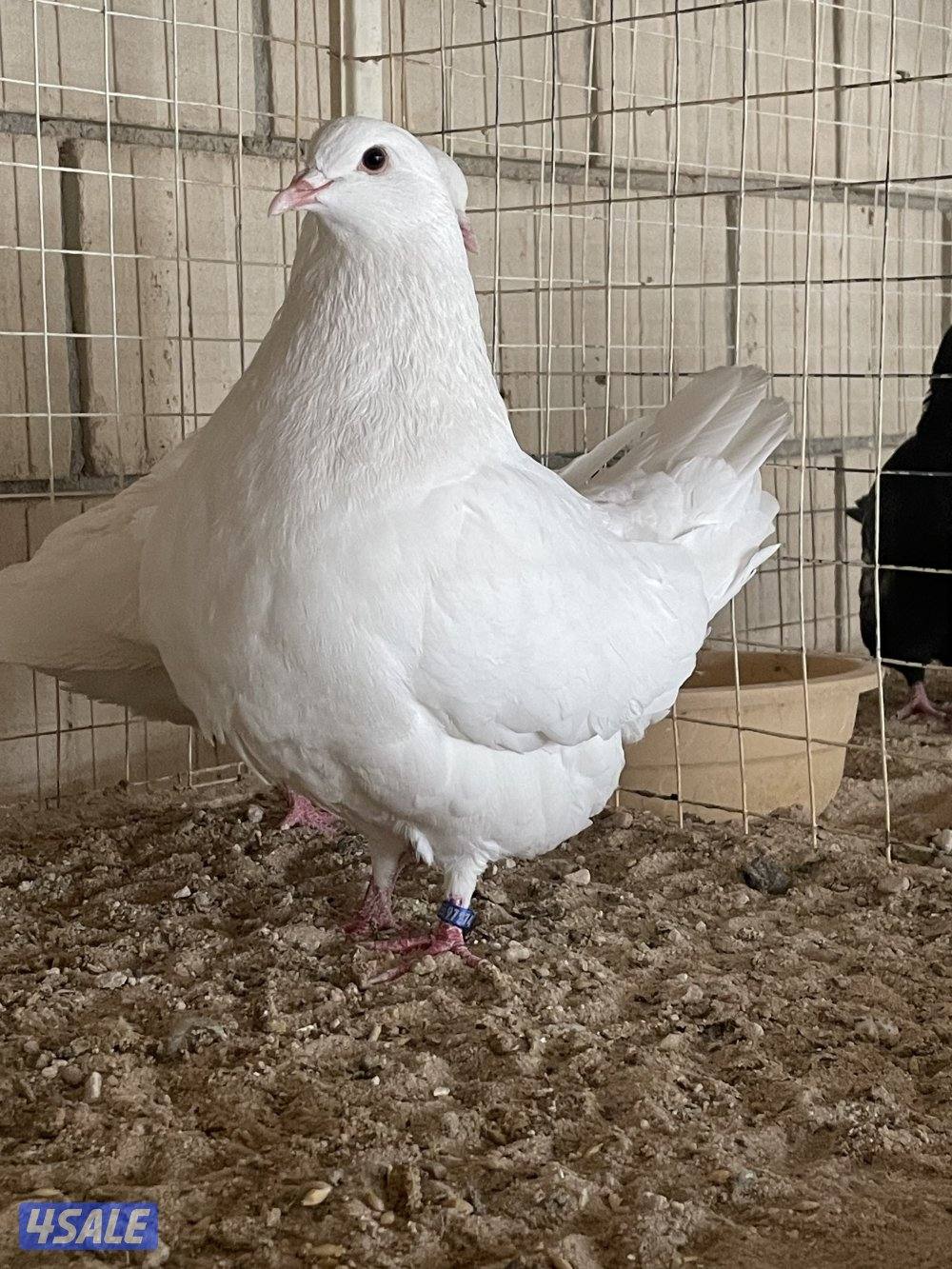 لاحم للإنتاج0