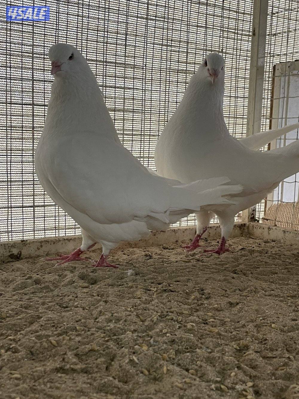 لاحم للإنتاج1