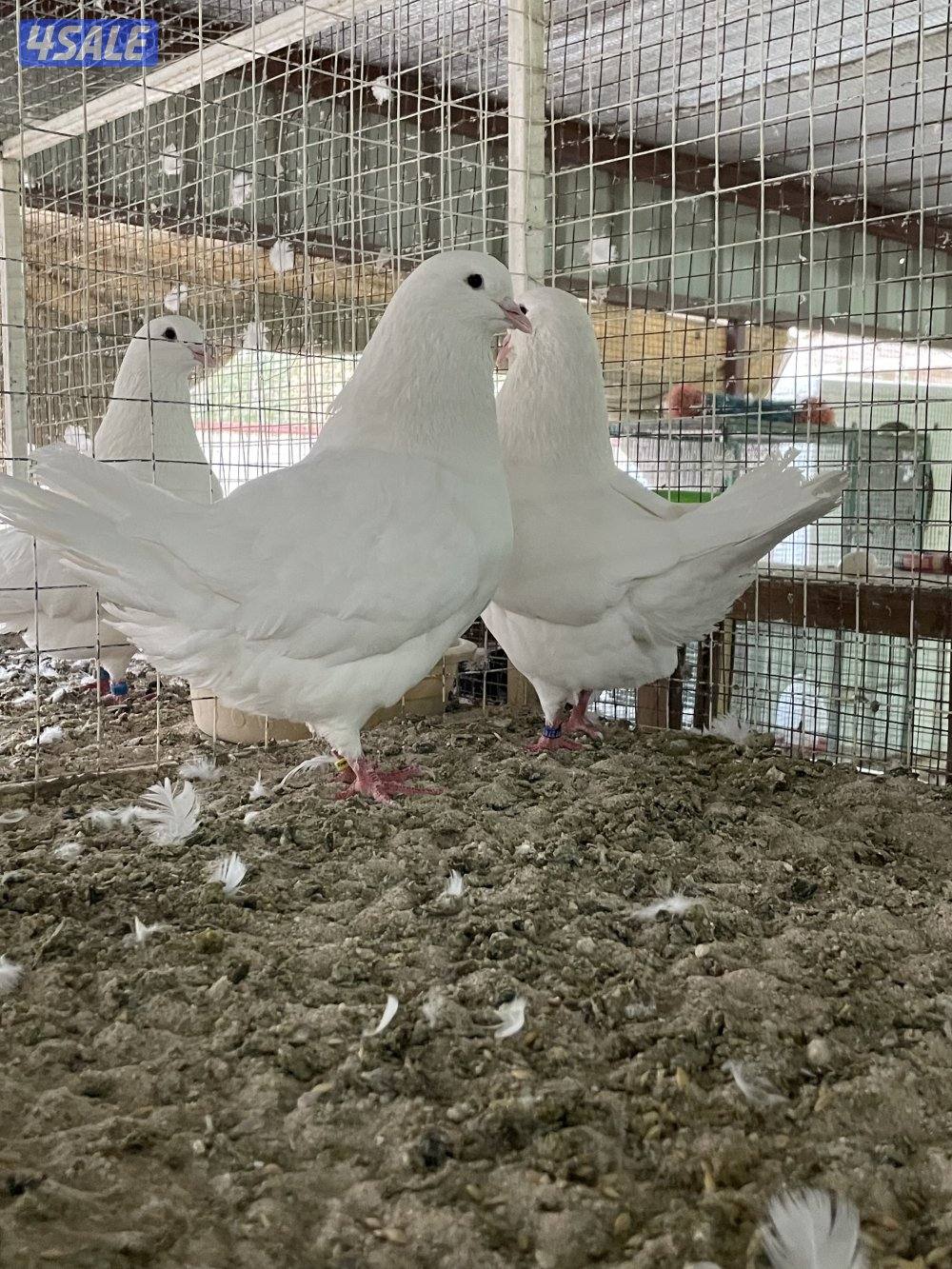 لاحم للإنتاج3