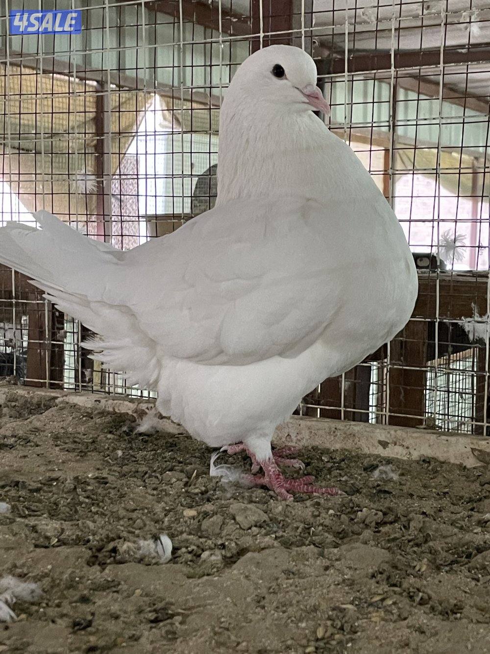 لاحم للإنتاج4