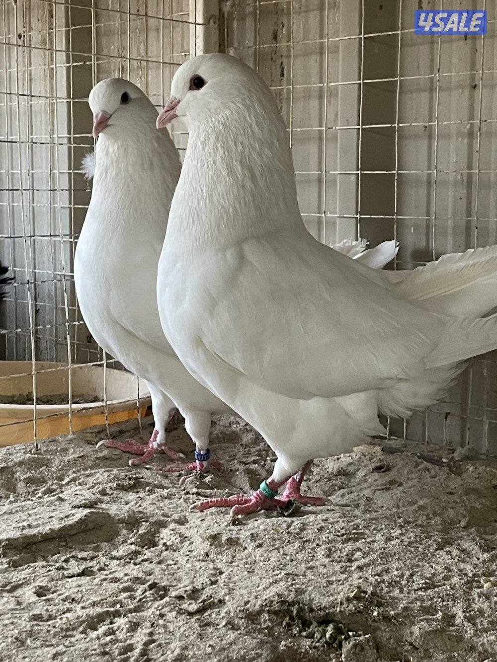 لاحم للإنتاج5