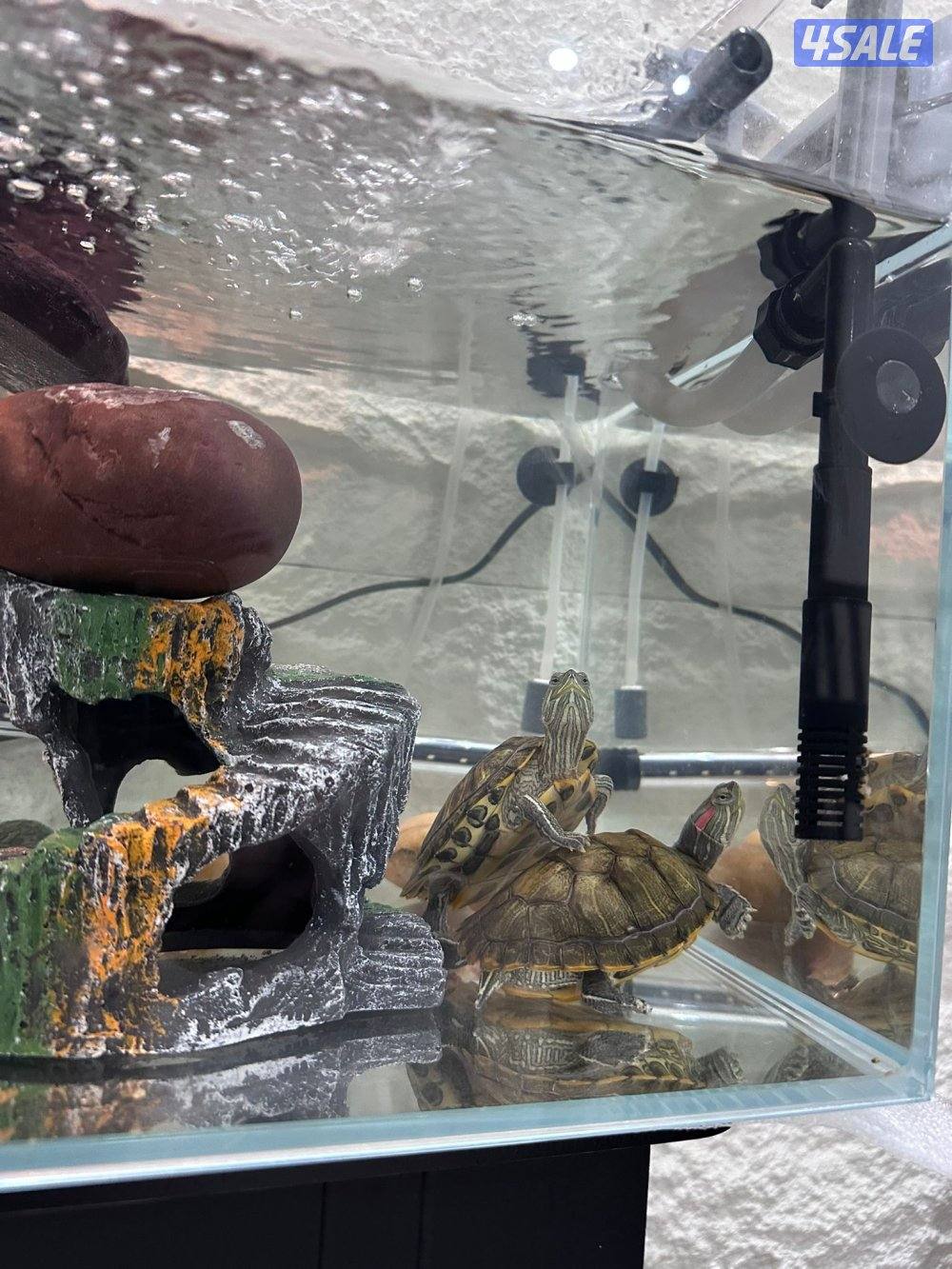 🐢 بيع سلاحف مائية مع كامل التجهيز العدد 30