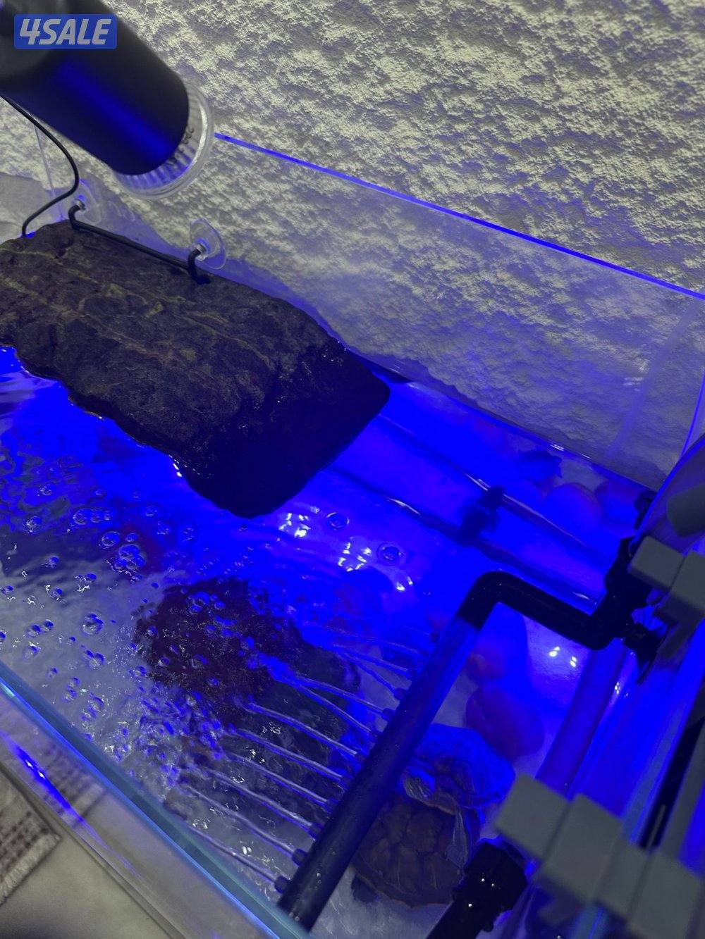 🐢 بيع سلاحف مائية مع كامل التجهيز العدد 31