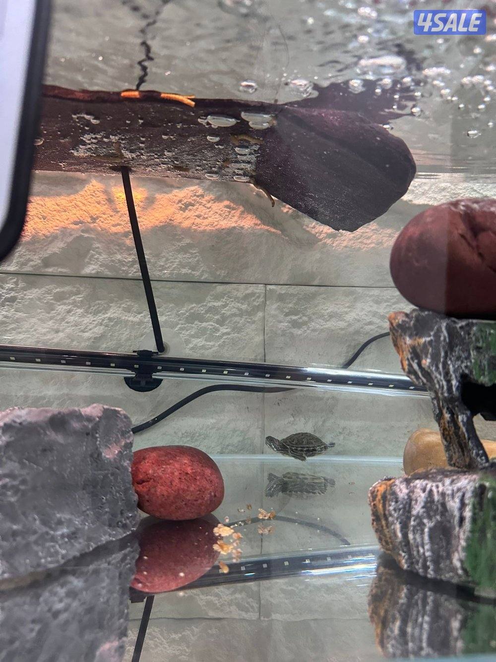 🐢 بيع سلاحف مائية مع كامل التجهيز العدد 34