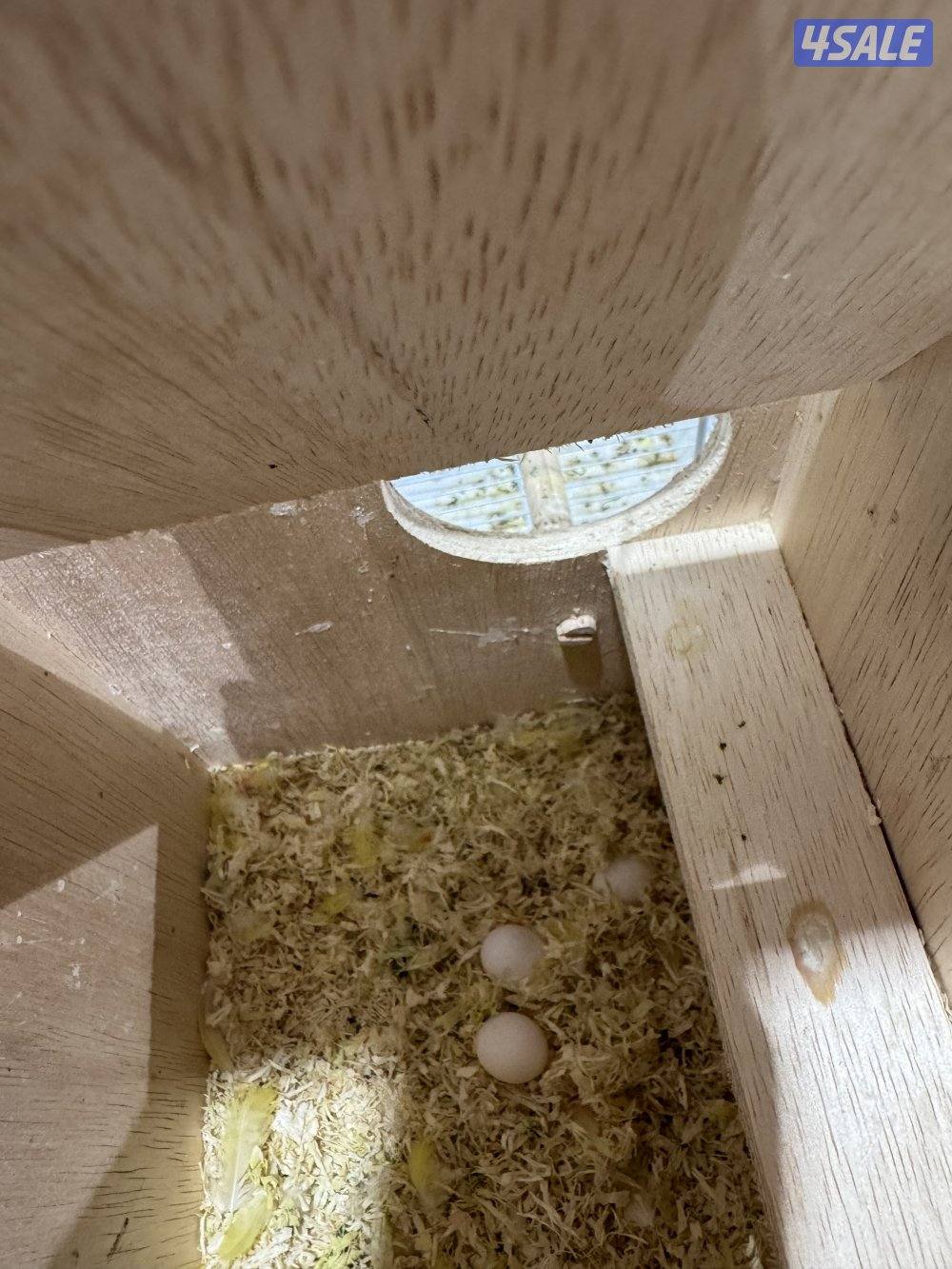 للبيع على ازواج لو بيرد منتجه1