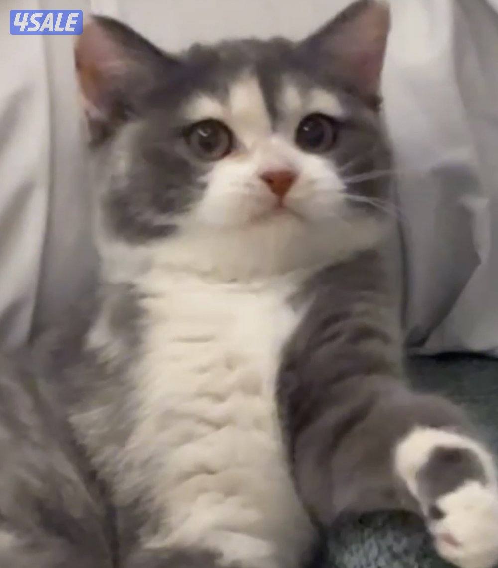 قطوه للتبني عمرها ٦شهور متعوده ع الليتر بوكس0