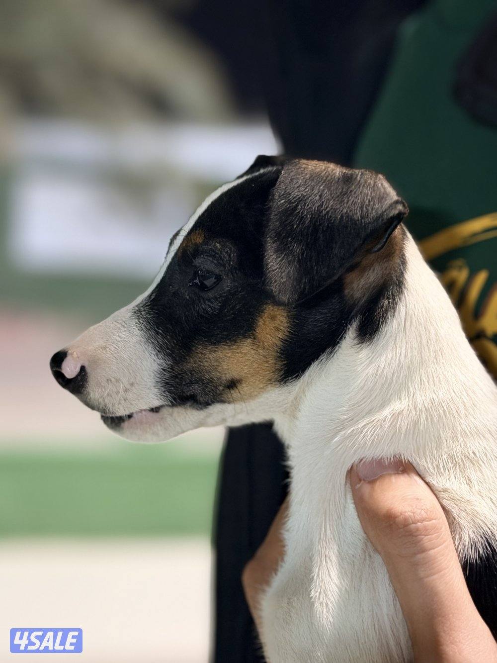 منطقة الفيحاء0