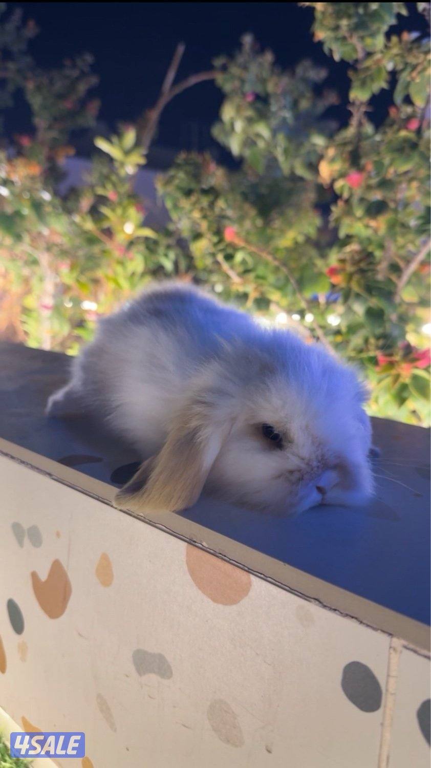 ميني لوب و تيدي بير1