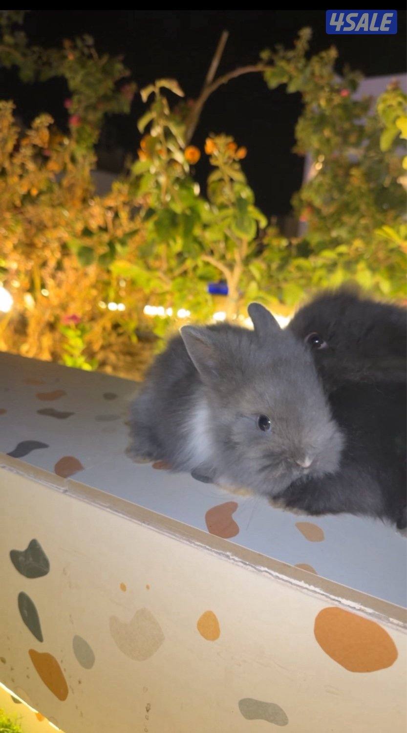 ميني لوب و تيدي بير2