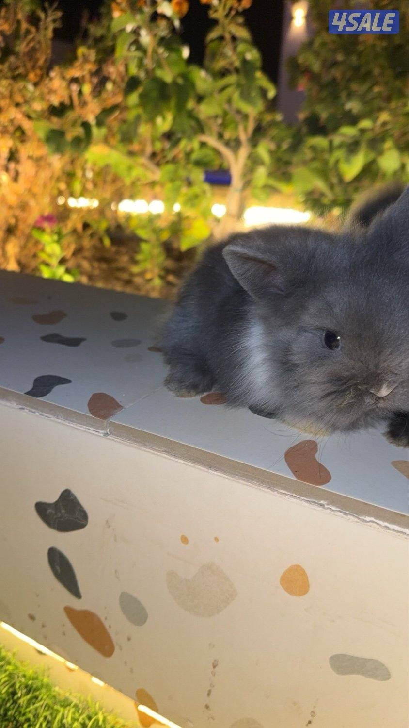 ميني لوب و تيدي بير3