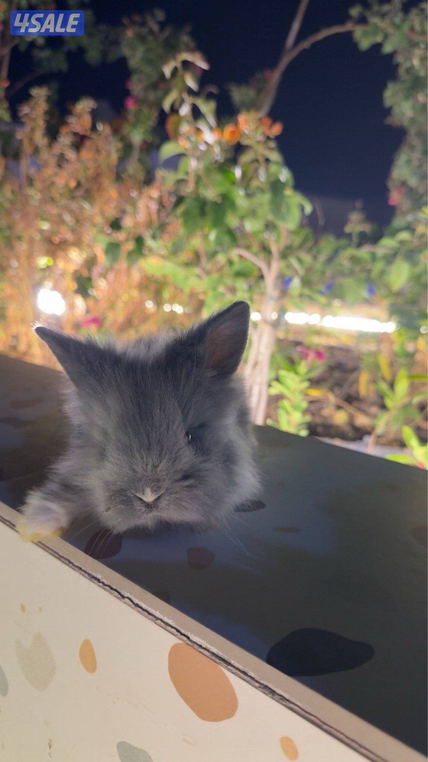 ميني لوب و تيدي بير4