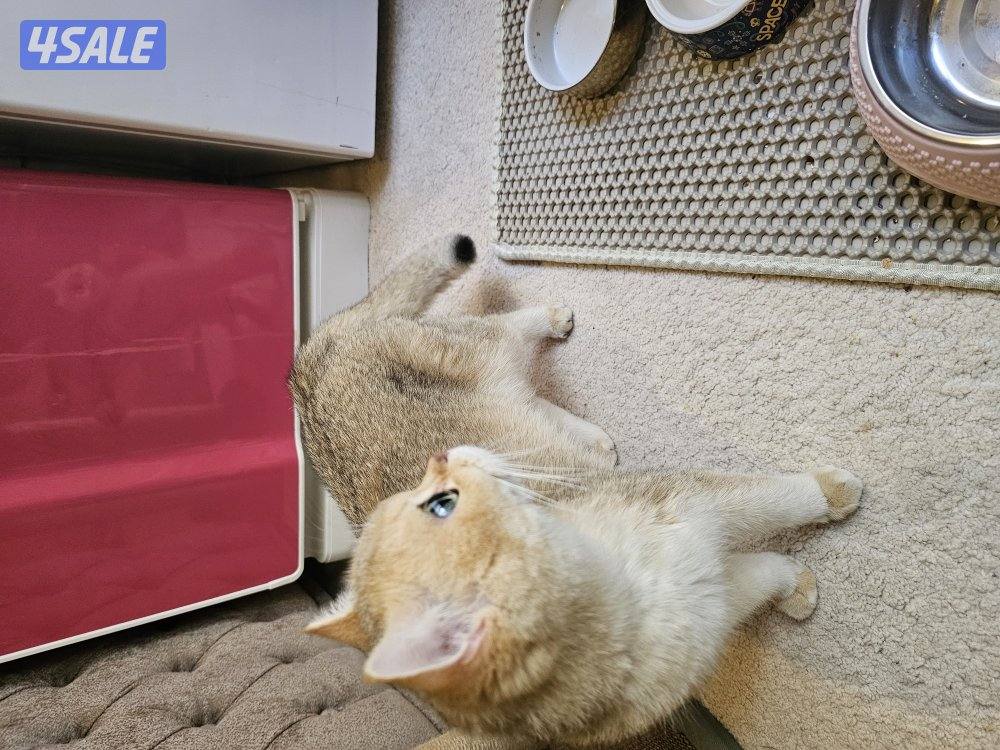 قطة برتش قولد للبيع0