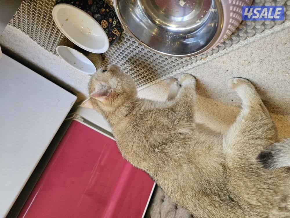 قطة برتش قولد للبيع1