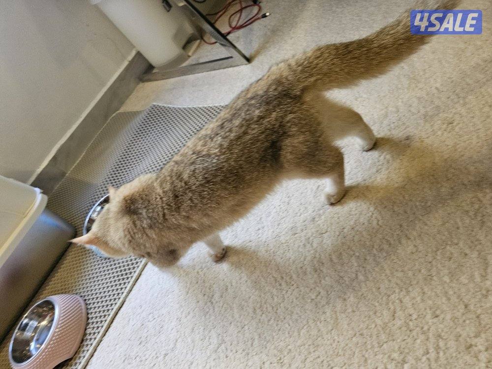 قطة برتش قولد للبيع3