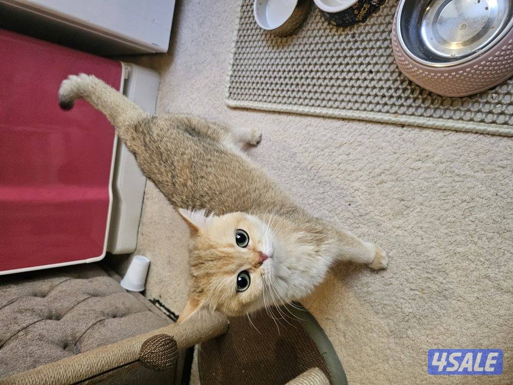 قطة برتش قولد للبيع2