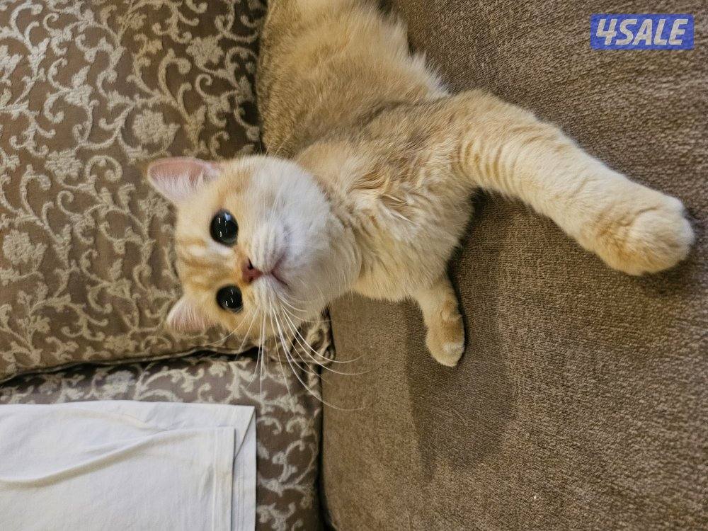 قطة برتش قولد للبيع5