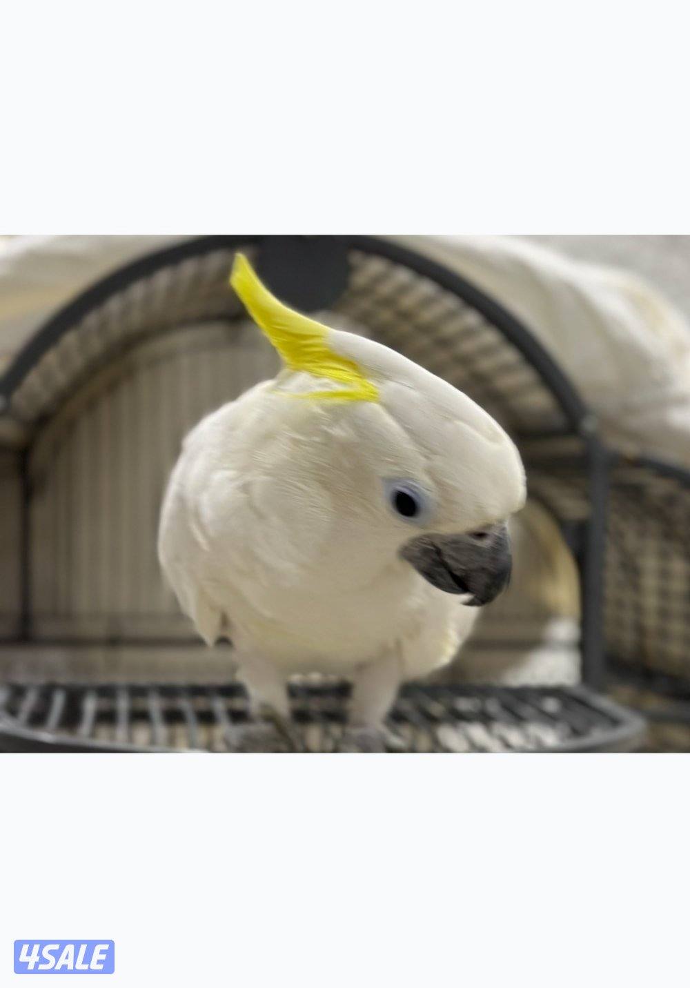 سلفر كرست سوبر جامبو0