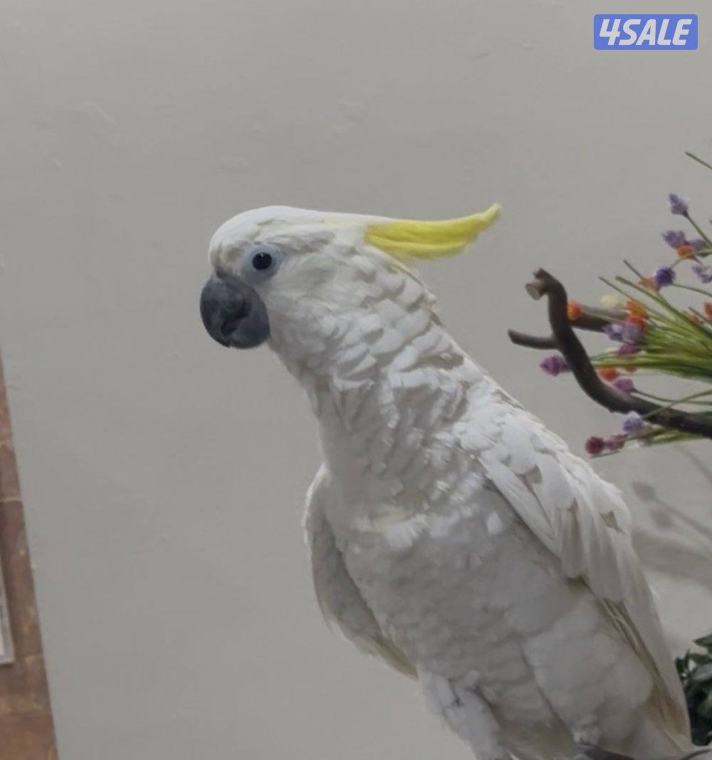 سلفر كرست سوبر جامبو2