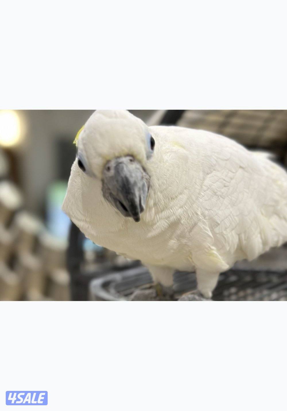 سلفر كرست سوبر جامبو1